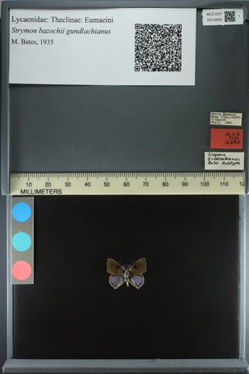 Media type: image;   Entomology 16690